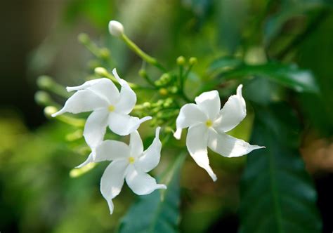 jasminstar|where to buy star jasmine.